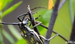 天牛哥最新爆料新闻网站,最新爆料新闻网站深度解析